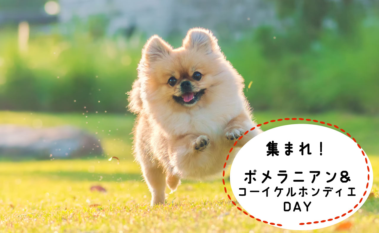 【2月26日】集まれ！ポメラニアン＆コーイケルホンディエの日