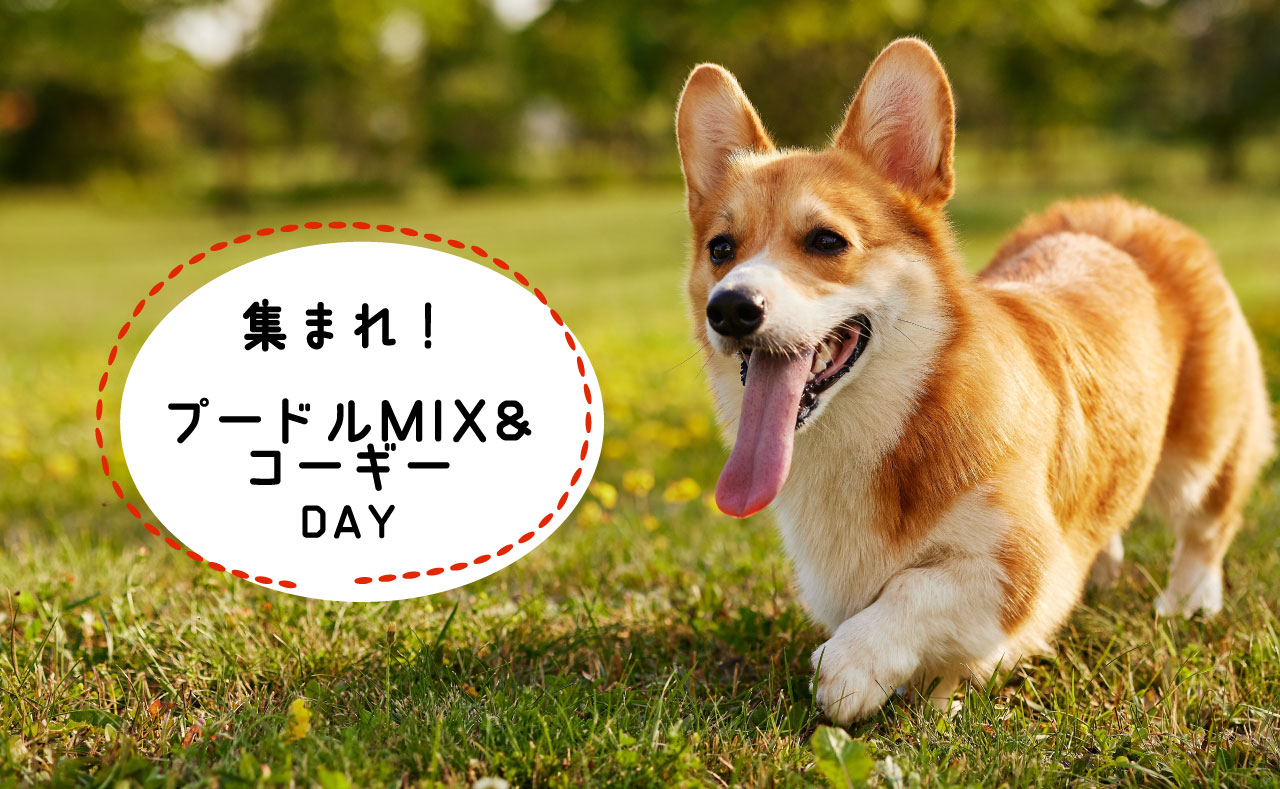 集まれ！プードルMIX ＆コーギーDAY