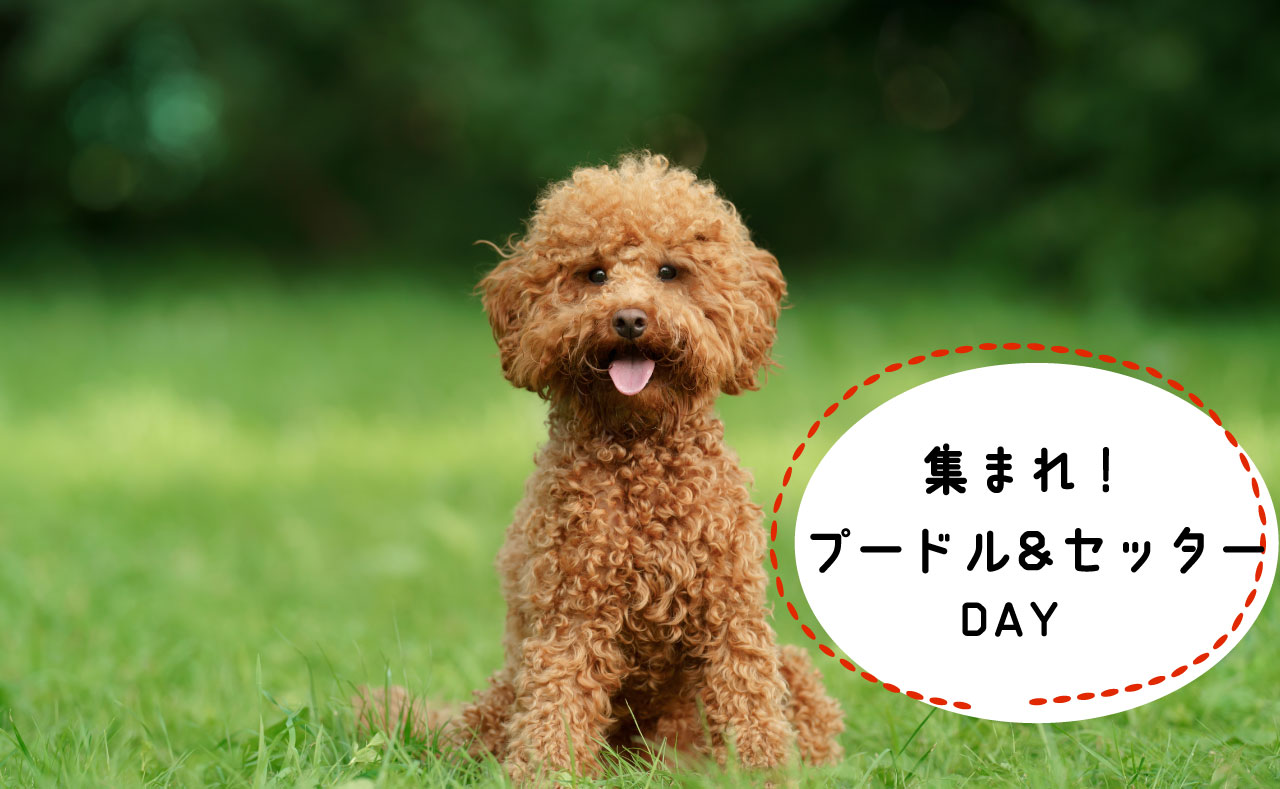 【5月23日】集まれ！プードル＆セッターの日