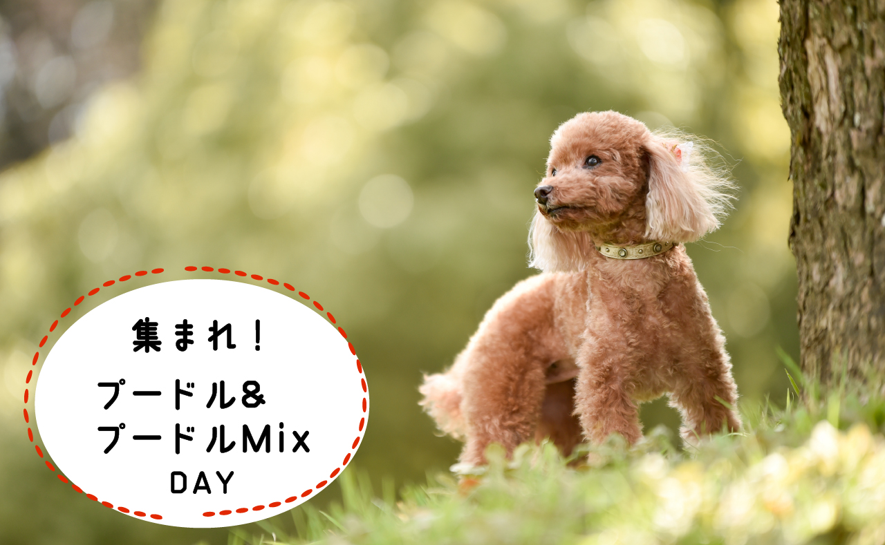 【7月28日】集まれ！プードル＆プードルMixの日