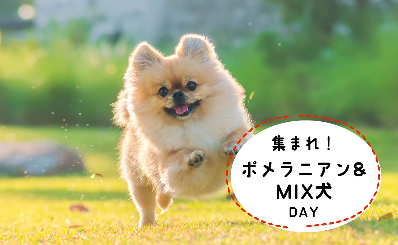 【8月8日】集まれ！ポメラニアン＆MIX犬の日