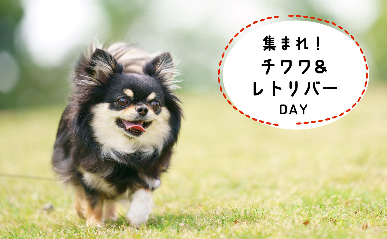 【8月1日】集まれ！チワワ＆レトリバーの日