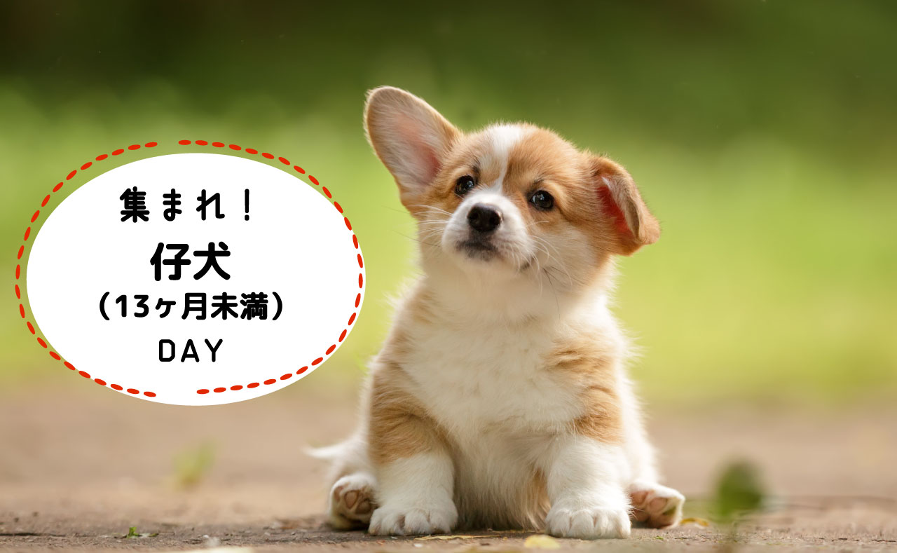 【9月16日】集まれ！仔犬*（13ヶ月未満）の日