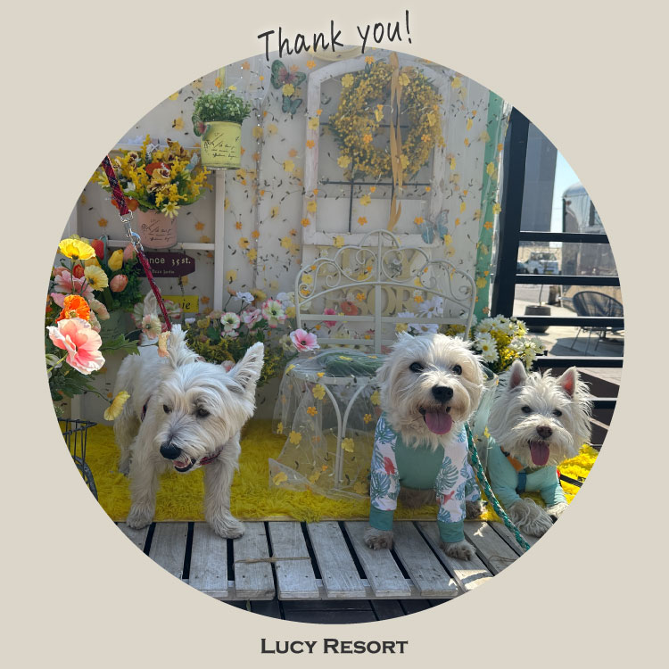 3月1日 ウェスティンの日 犬種別イベント オフ会 ウェスティン