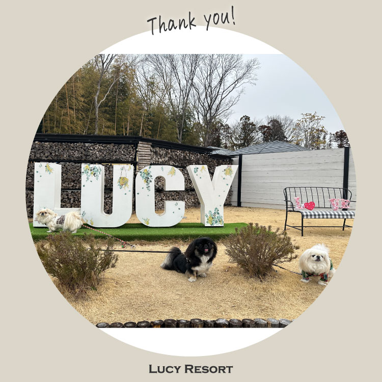 3月8日 ペキニーズの日 犬種別イベント オフ会 ペキニーズ