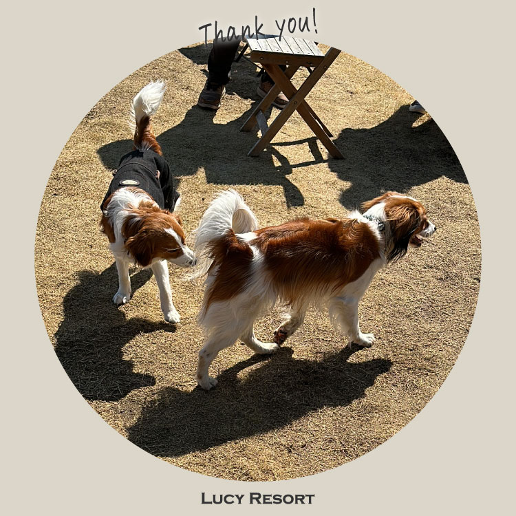 3月9日 コイケルの日 犬種別イベント オフ会 コイケル