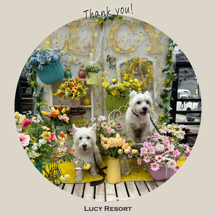 4月25日 ウェスティーの日 犬種別イベント オフ会 ウェスティー