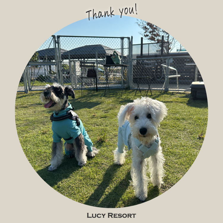 10月30日 シュナウザーの日 犬種別イベント オフ会 シュナウザー