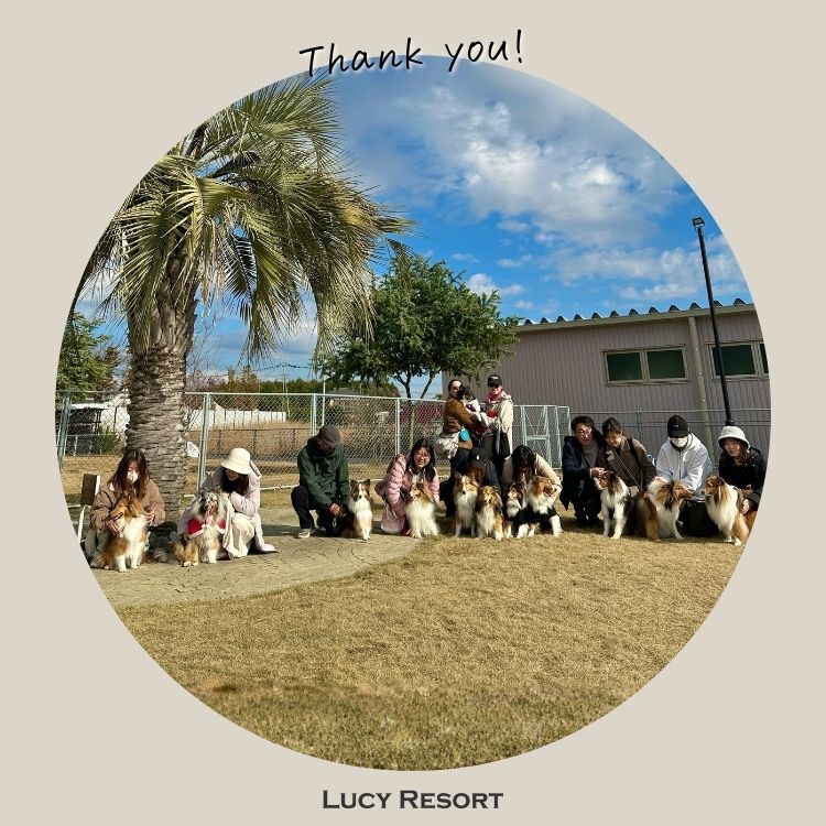 12月6日 シェルティの日 犬種別イベント オフ会 シェルティ