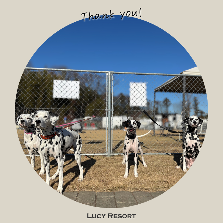 12月18日 ダルメシアンの日 犬種別イベント オフ会 ダルメシアン