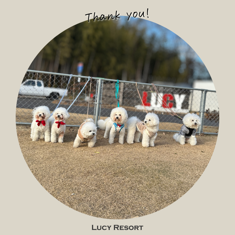 12月27日 ビションの日 犬種別イベント オフ会 ビション