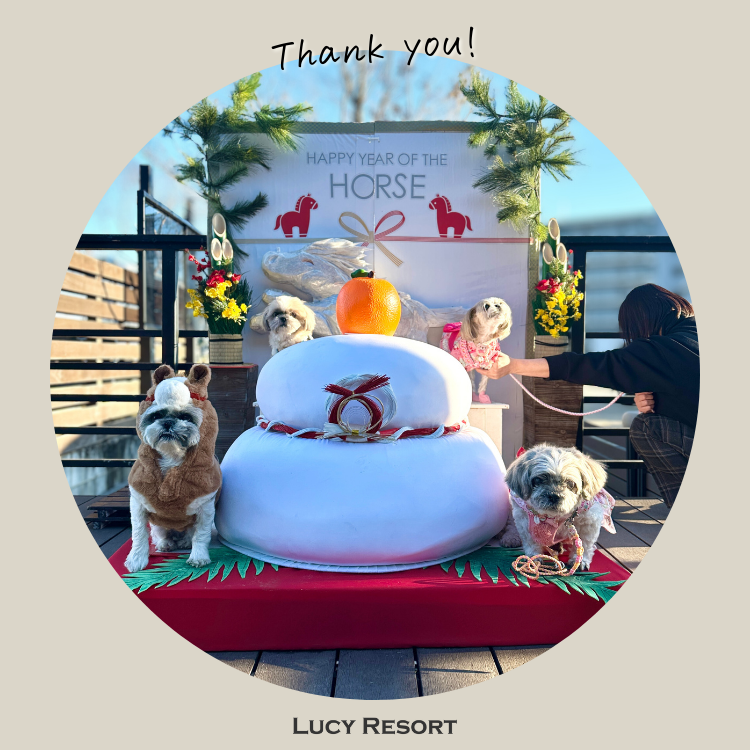 1月4日 シーズーの日 犬種別イベント オフ会 シーズー