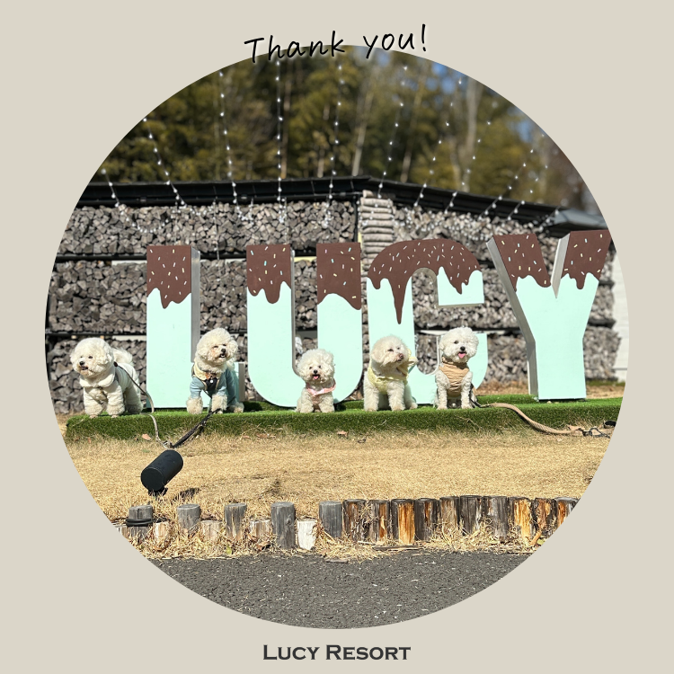 1月25日 ビションの日 犬種別イベント オフ会 ビションフリーゼ