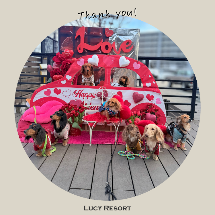 1月29日 ダックスの日 犬種別イベント オフ会 ダックス