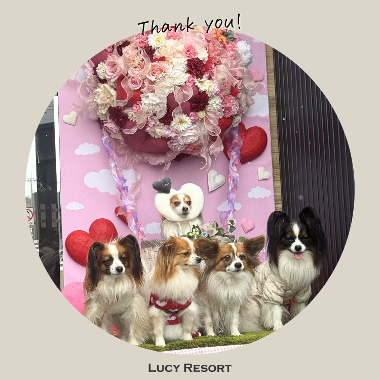 2月7日 パピヨンの日 犬種別イベント オフ会 パピヨン