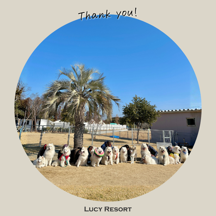 2月14日 サモエドの日 犬種別イベント オフ会 サモエド